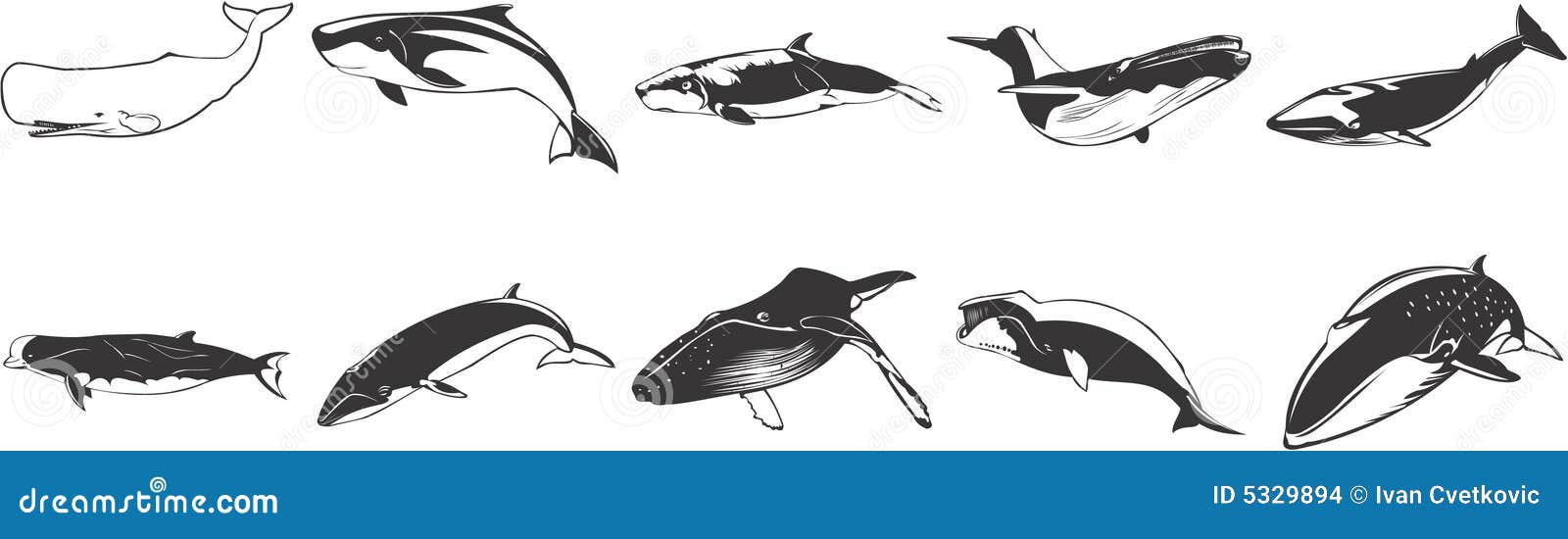 Zeichnungen der Wale vektor abbildung. Illustration von baleen - 5329894