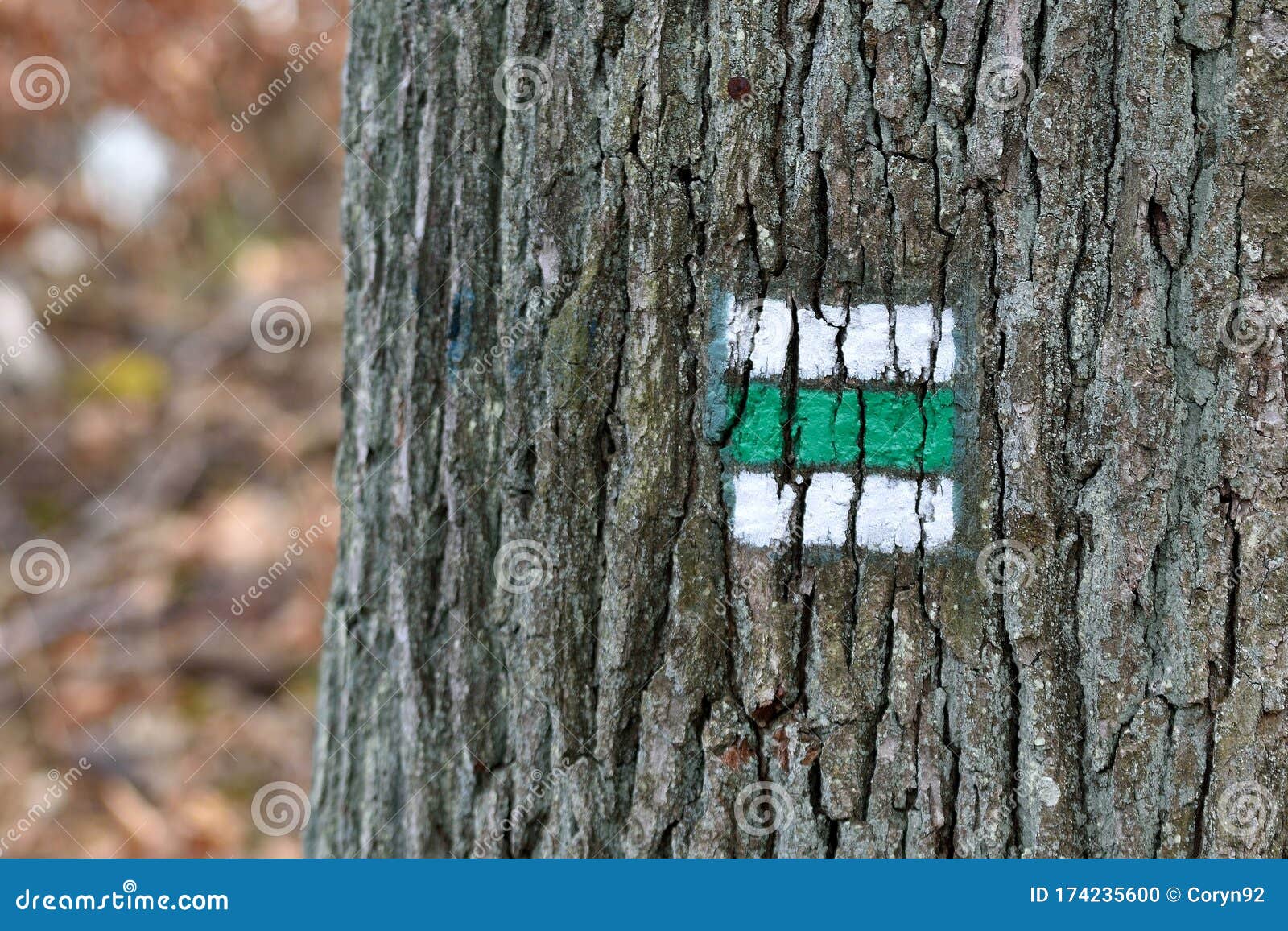 Green Orientation Sign on White Color, Square Shape Sign on Tree Bark in  European Forest, Tree Trunk , Autumn . Stock Photo - Image of bark,  copyspace: 174235600
