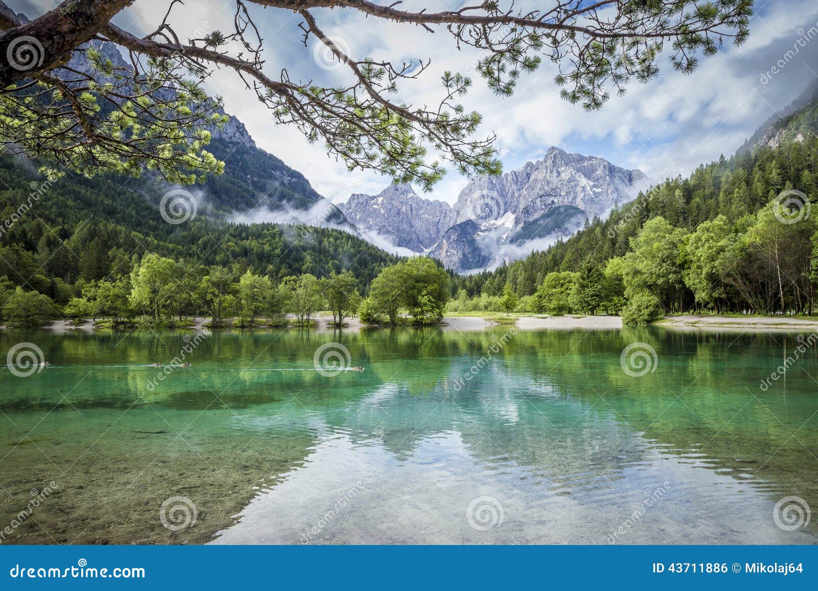 zelenci pond near kranjska gora in triglav national park