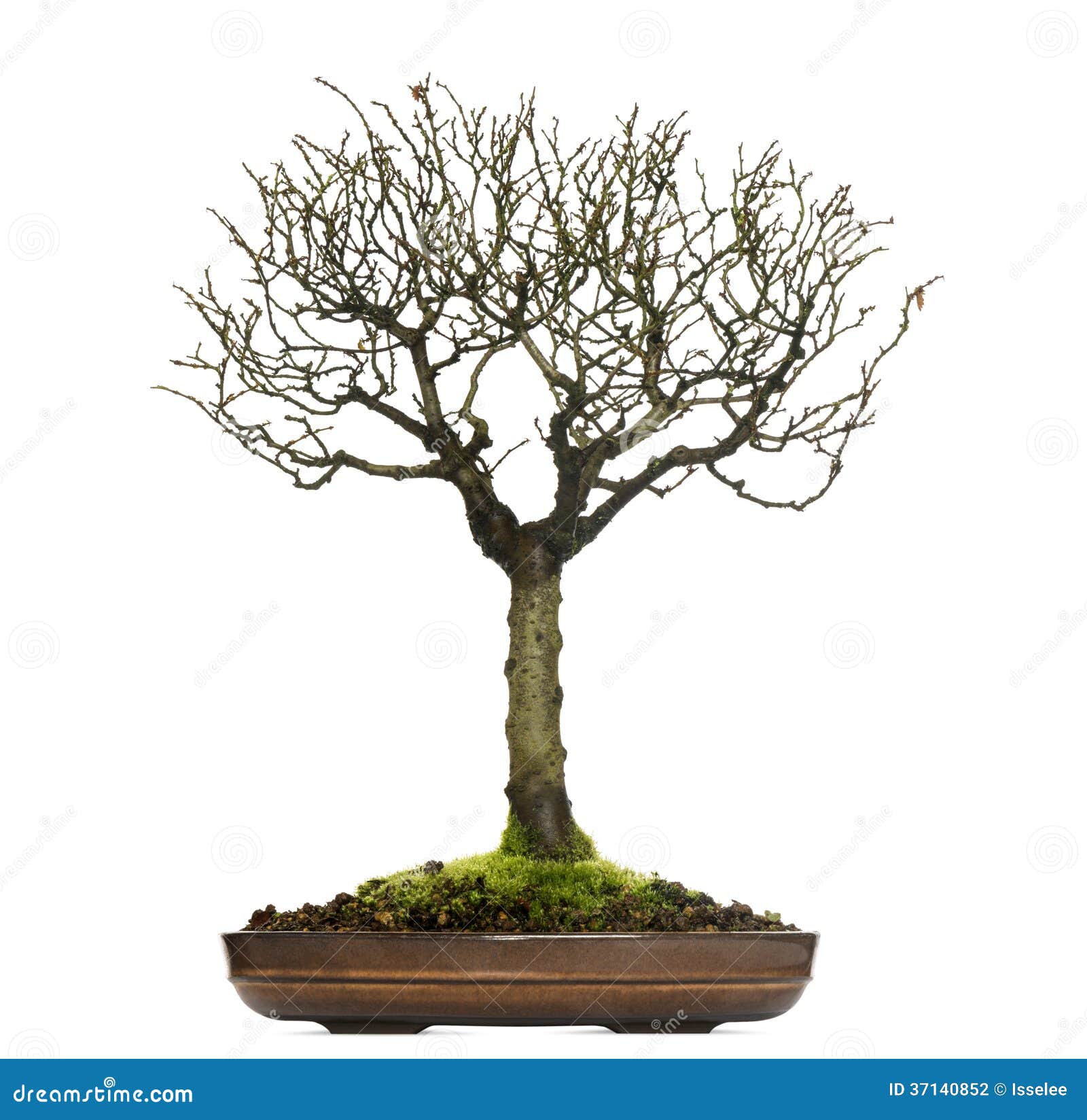 Zelkova Bonsai Tree, Isolated Stock Photo Image of landscape