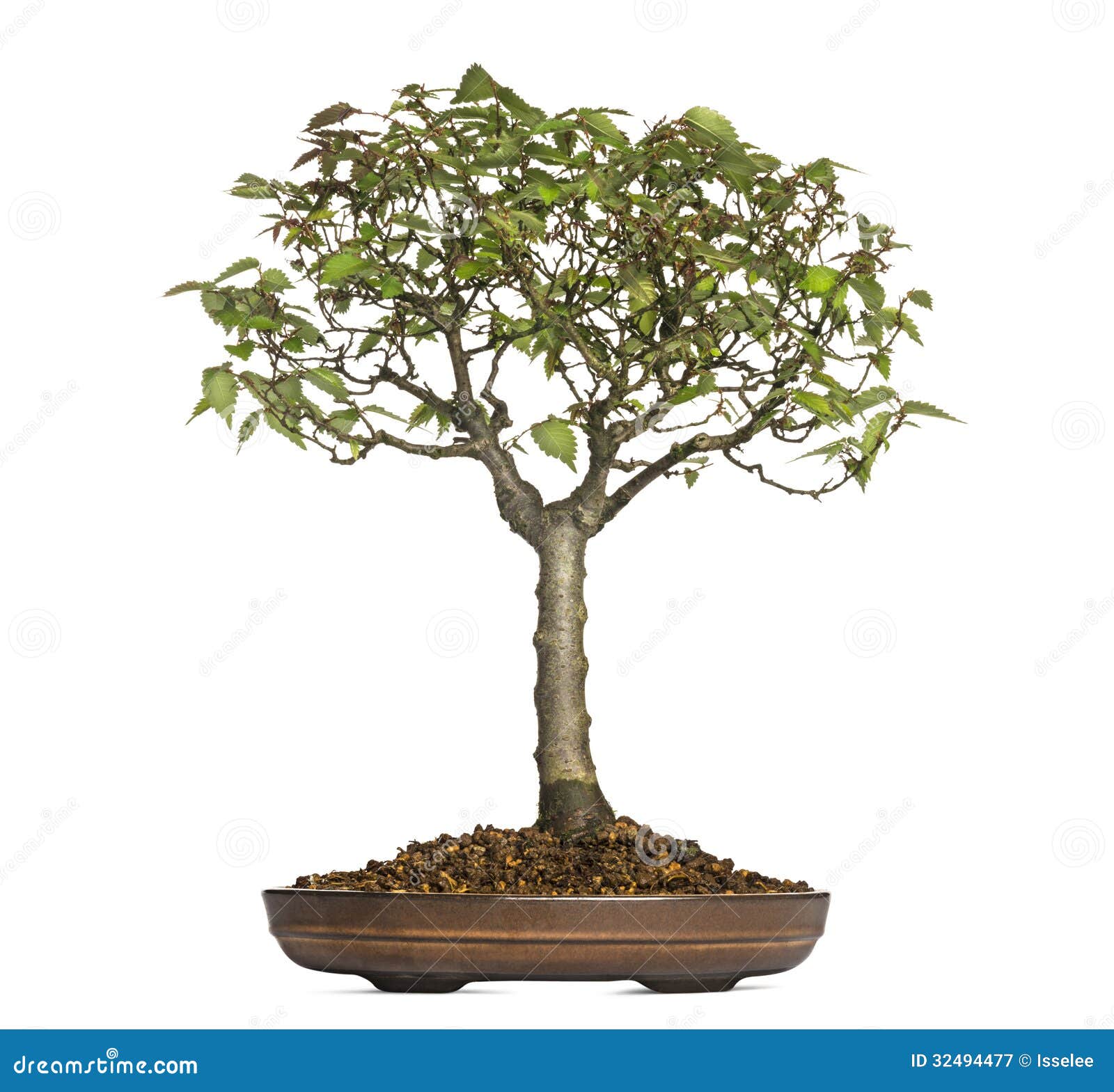 Zelkova Serrata, Bonsai Tree, Isolated Stock Image Image of deciduous