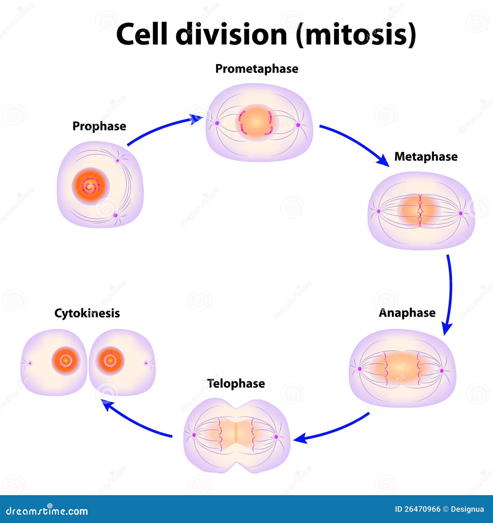 mitoza meaning mitoza meaning