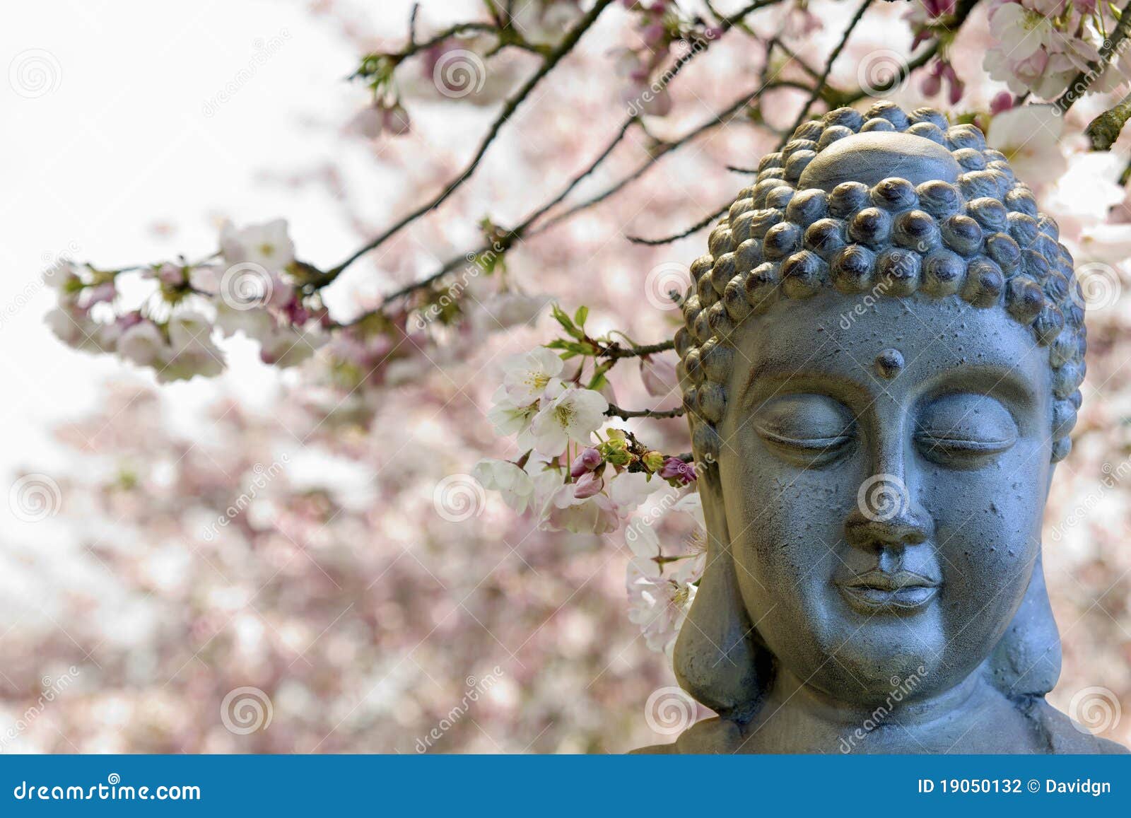 Zen Buddha Meditating Under Cherry Blossom Trees Stock Photo Image of