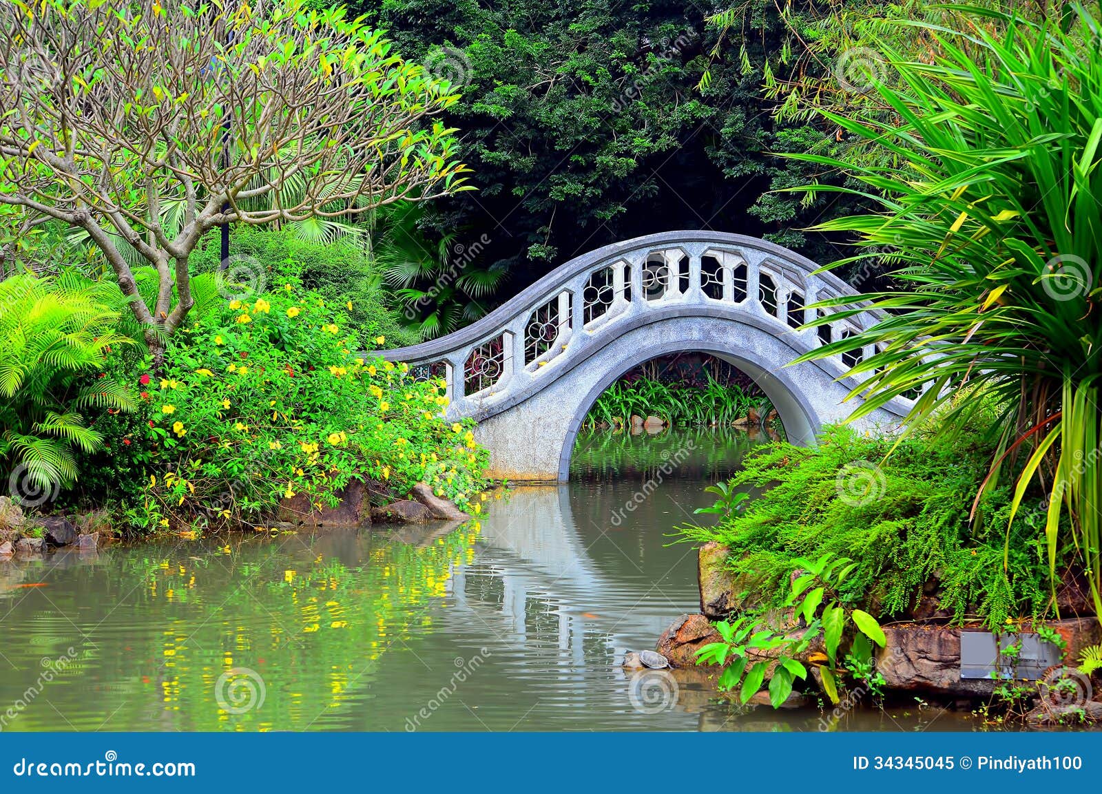 Japanese Zen Garden Water grasses, stone bridge and water pond in japanese zen garden stock Japanese Zen Garden Water grasses, stone bridge and water pond in japanese zen garden stock