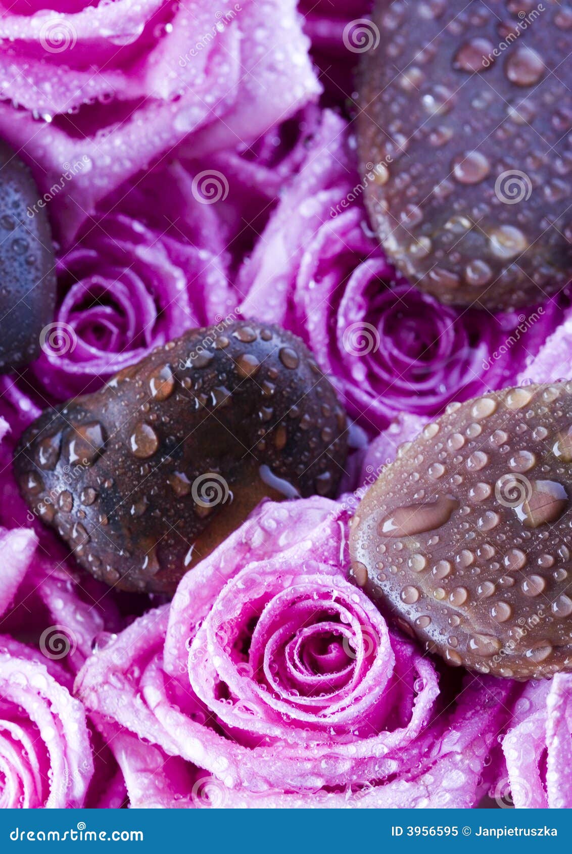 Zen roses stock image. Image of colourful, freshness, birthday 3956595