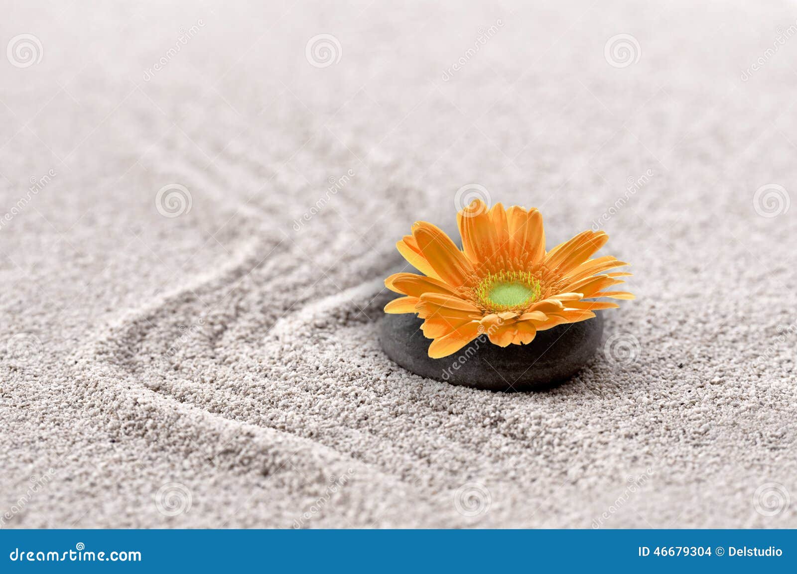 Zen Sand Garden with Orange Flower Stock Photo Image of meditation
