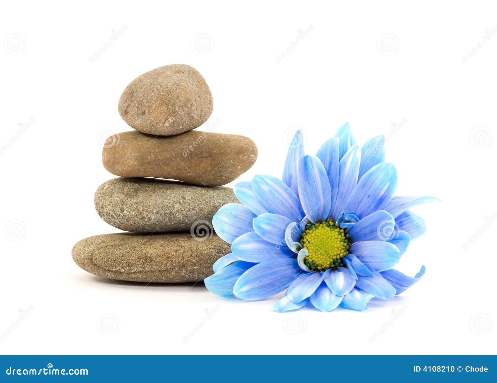 Zen spa therapy stones stock photo. Image of rock, petals 4108210