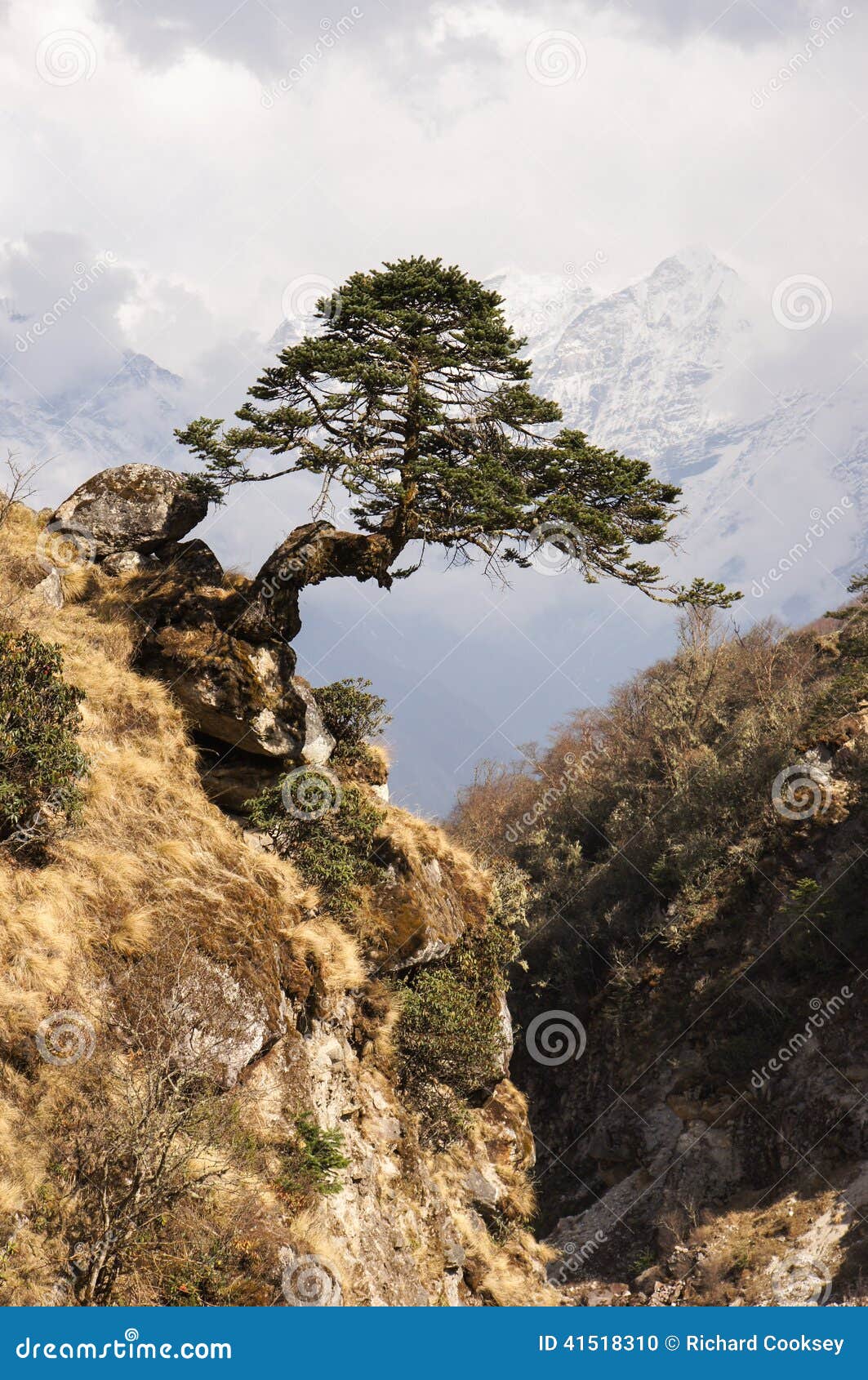 zen tree above ravine