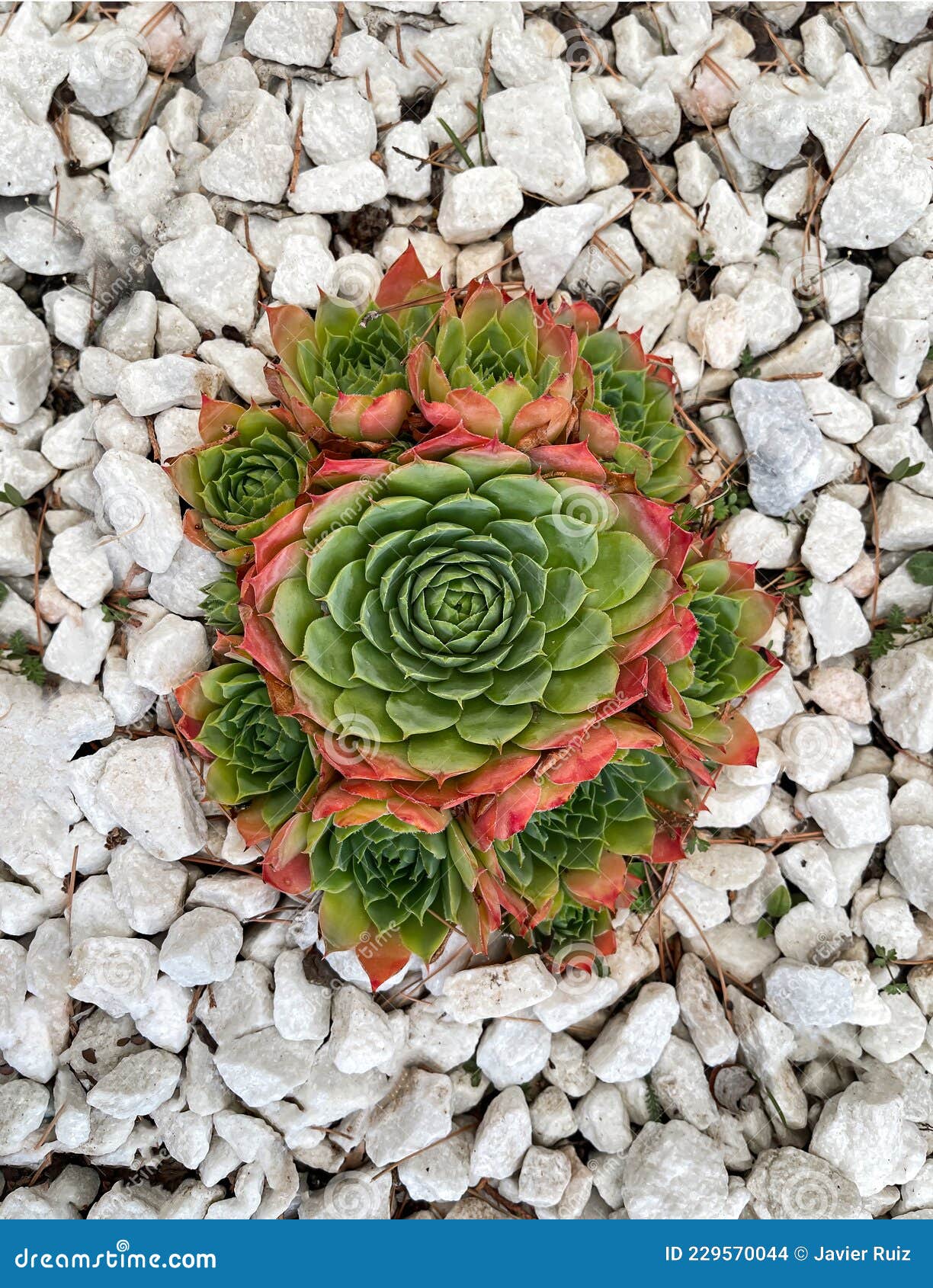 zenithal view of a sempervivum plant forming a symmetrical circle surrounded by white gravel