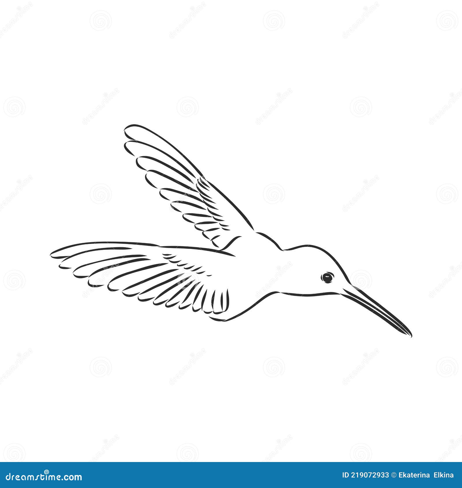 Zentangle Style Hummingbird Vector. Hummingbird Vector Sketch Stock ...