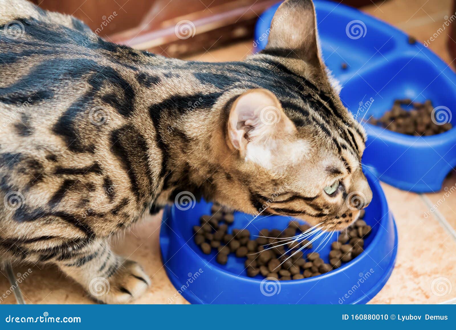 Zenzero Fatto In Casa Con Strisce Nere E Gatto Bengalese Mangia Da Un Piatto Blu Di Plastica Per Gatti Fotografia Stock Immagine Di Cute Nave