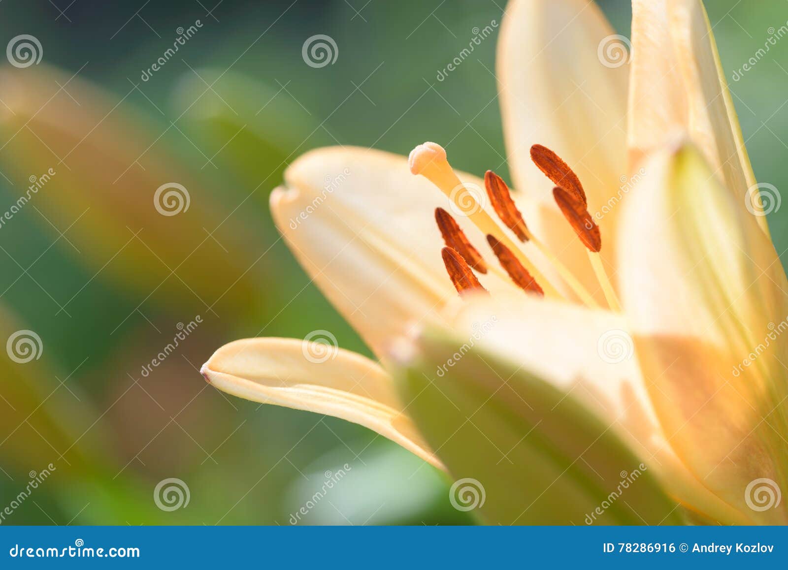 Zephyranthes百合花共同的名字对于在这类的种类包括神仙的百合 Rainflower 过眼云烟的百合 不可思议的百合 Atamasco 库存照片 图片包括有 Zephyranthes百合花共同的名字对于在这类的种类包括神仙的百合 Rainflower 过眼云烟的百合 不可思议的百合 Atamasco 库存照片 图片包括有