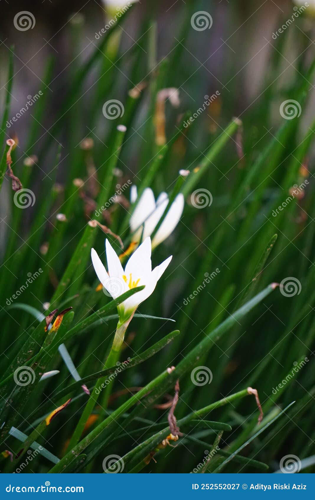 zephyranthes also called fairy lily, rain flower, zephyr lily, magic lily with a natural background