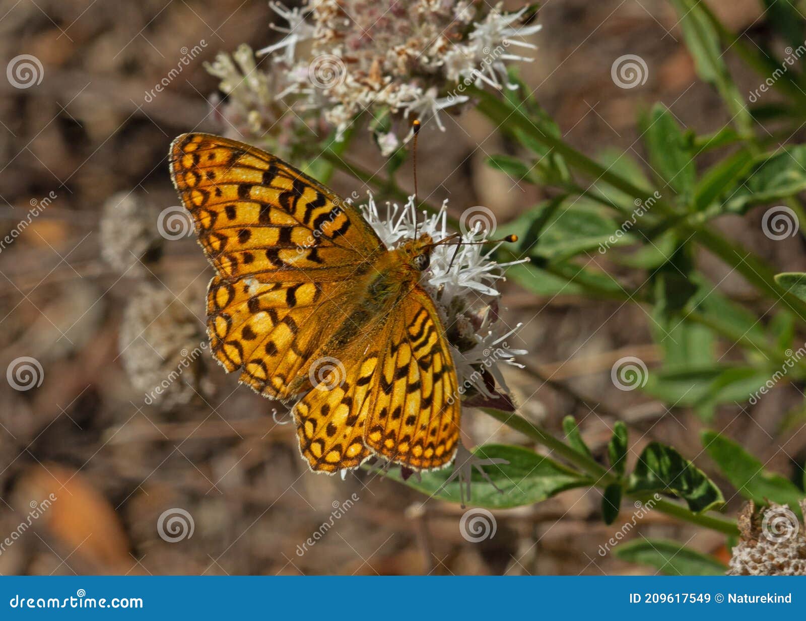 zerene fritillary butterfly (speyeria zerene)