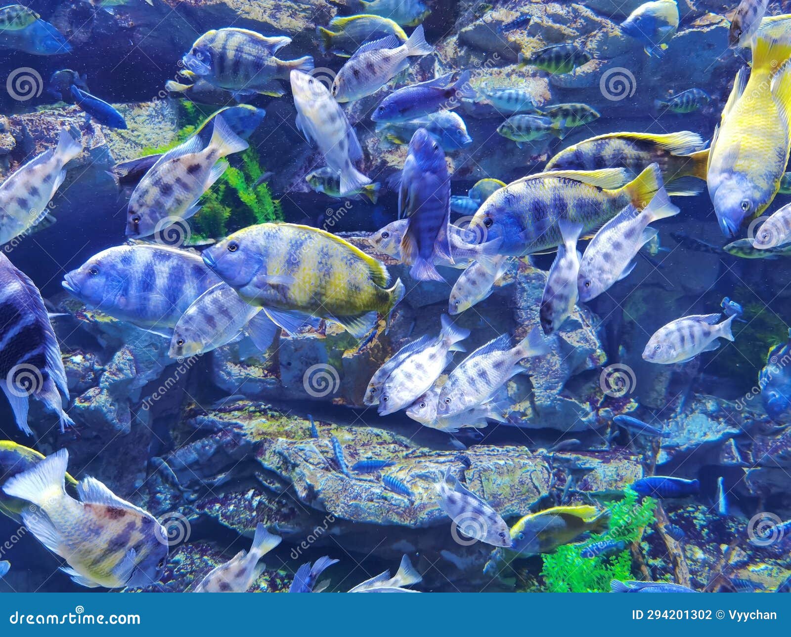 Nimbochromis Venustus African Cichlid In Aquarium Stock Image