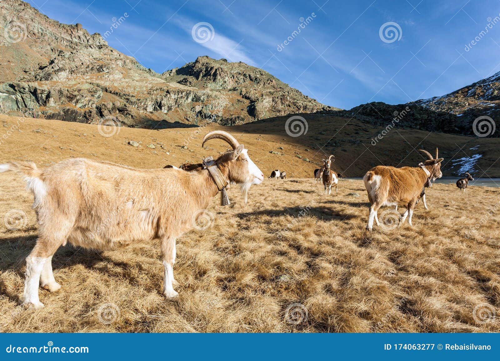 Ziege, Die in Den Alpen- Portrait Weiden Lassen Stockbild - Bild von ...