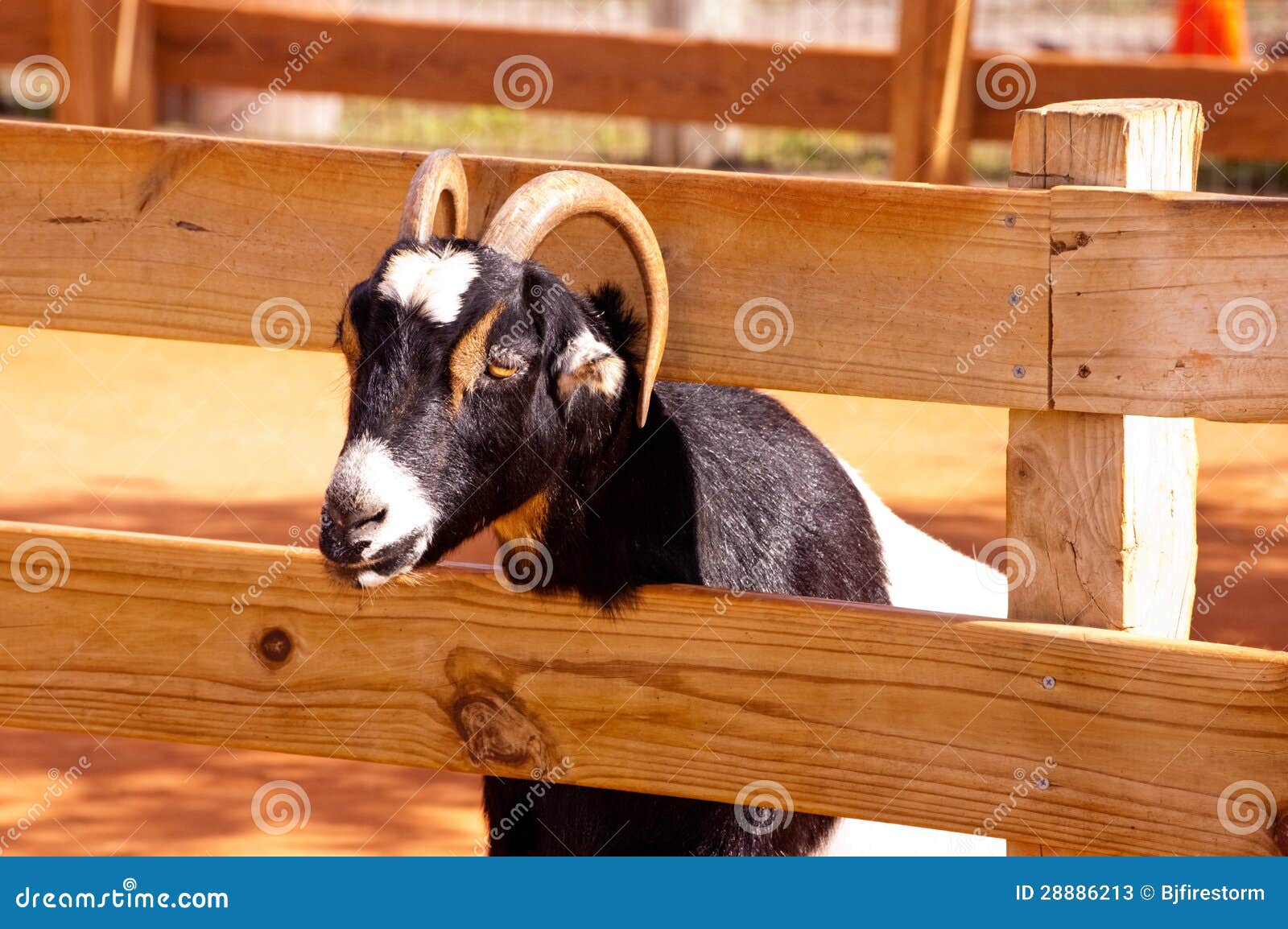 Ziege und Zaun stockbild. Bild von glücklich, hupe, hintergrund 28886213