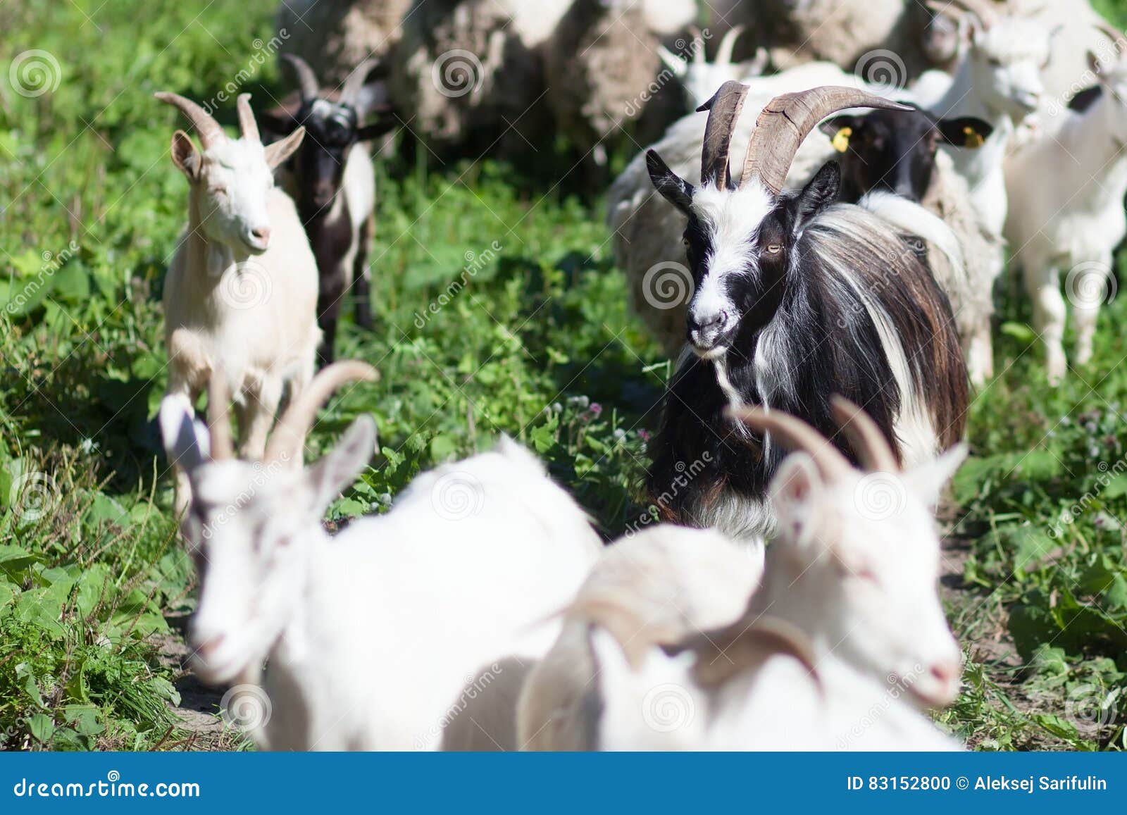 Ziegen stockfoto. Bild von nave, gras, feld, schwarzes - 83152800