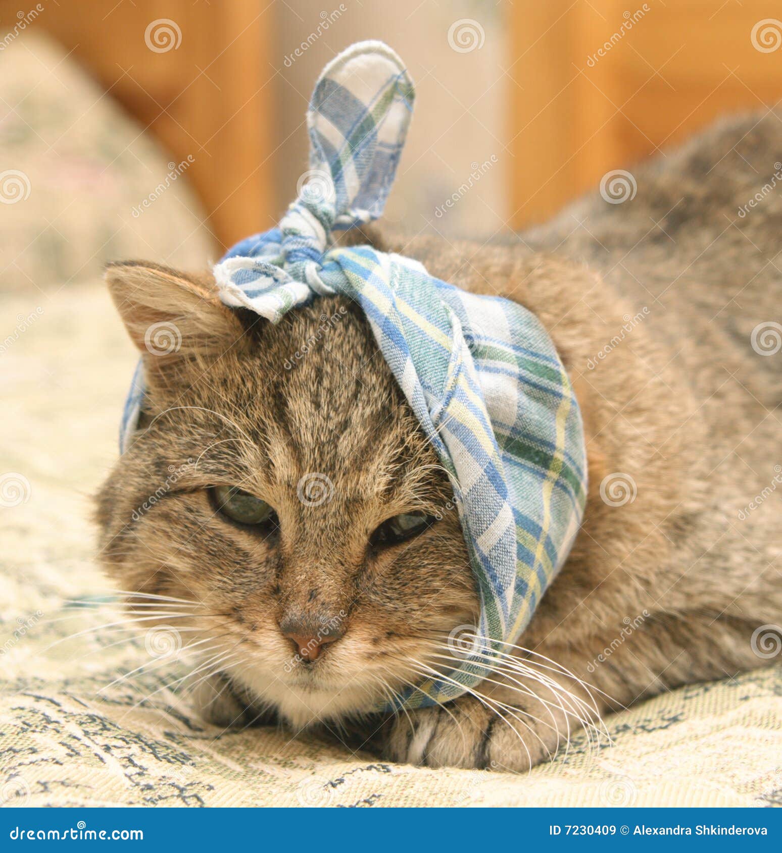 Zieke kat stock afbeelding. Afbeelding bestaande uit
