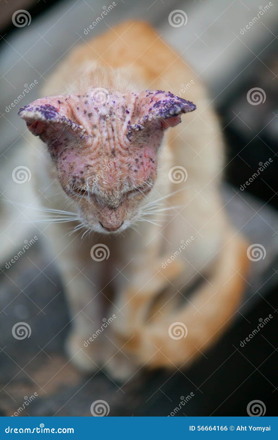 zieke-kat-met-huidziekte-56664166.jpg