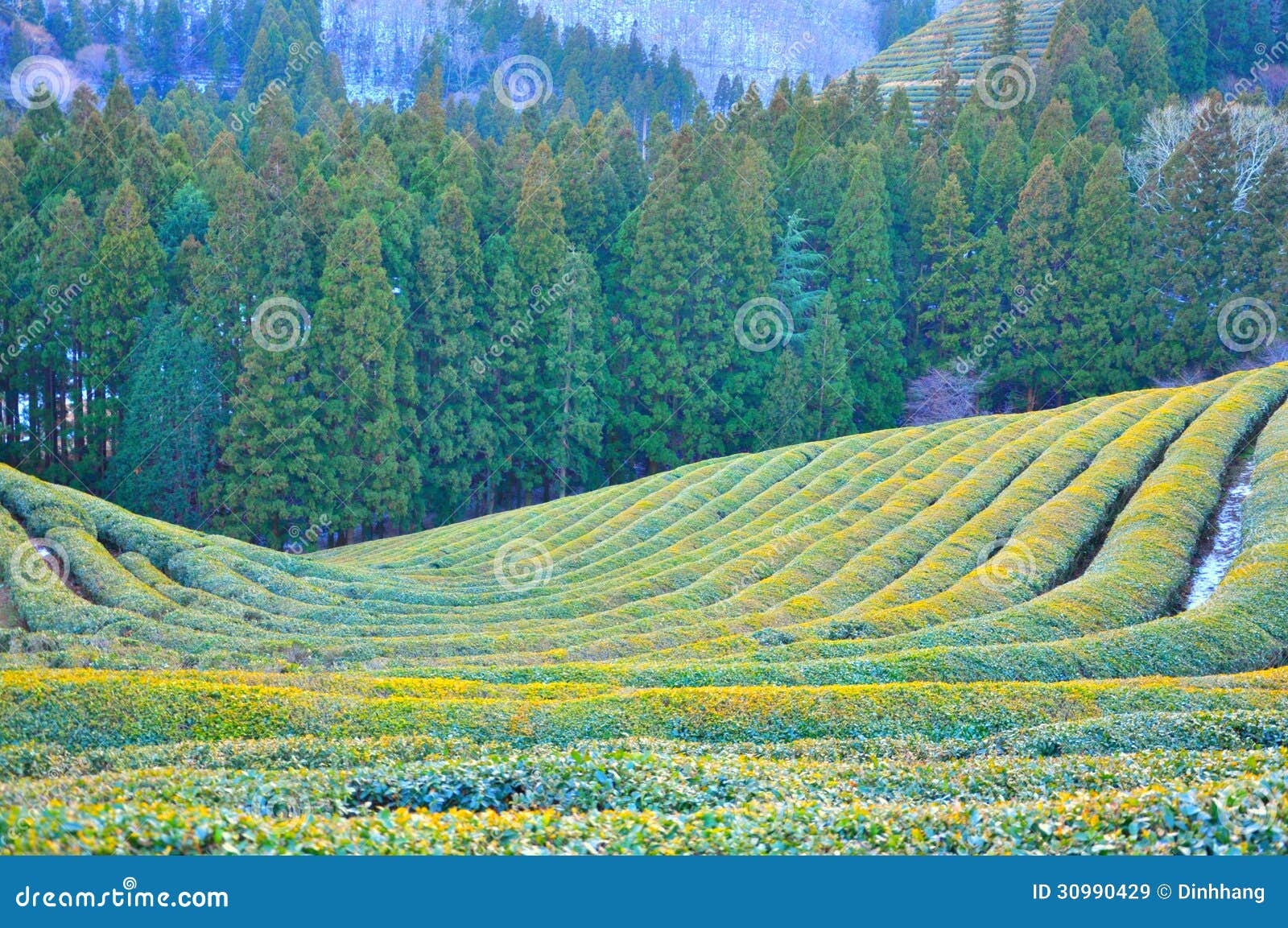 Zielonej herbaty plantacja w zimie. Boseong zielonej herbaty plantacja, Południowy Korea