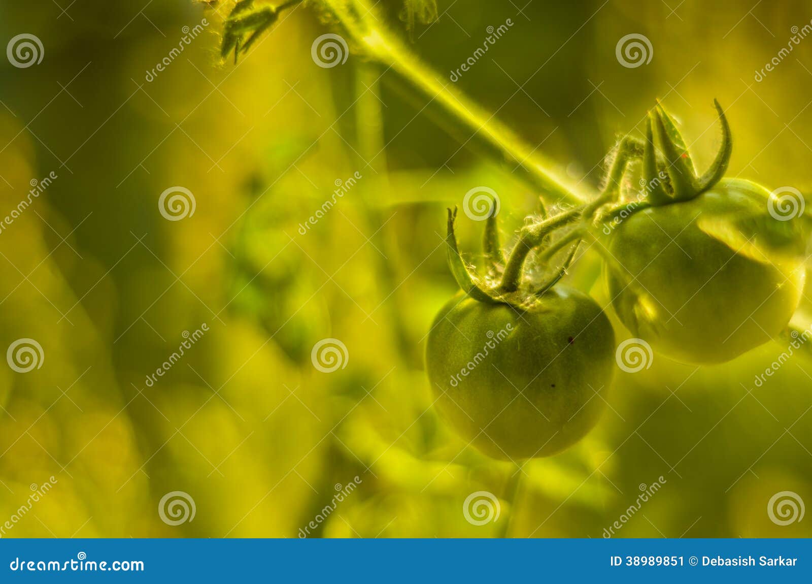 Zielony pomidor. Mali zieleni pomidory w gospodarstwie rolnym