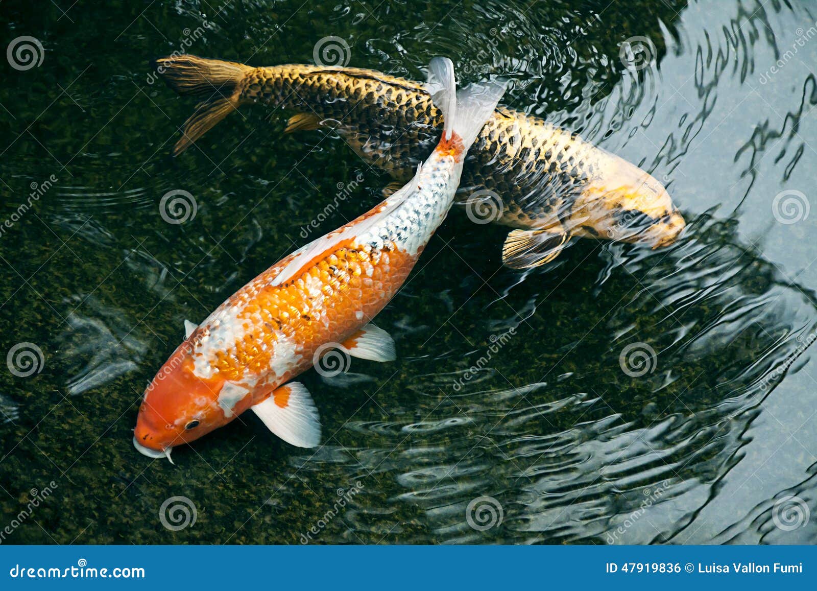 Zierfische Im Dunklen Teich Stockfoto Bild von schwimmen, exotisch