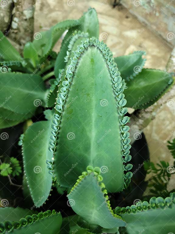 Zierpflanze Typ Des Wunderblattes Stockbild Bild von eintragfäden