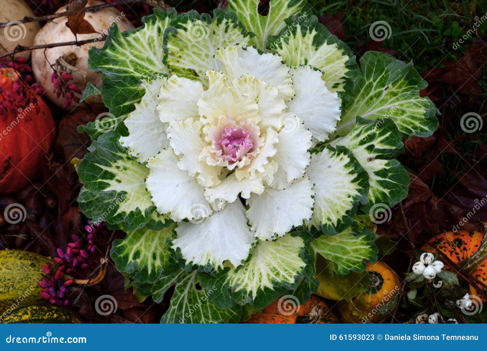 Zierpflanze, Victoria Kale stockbild. Bild von dekor 61593023