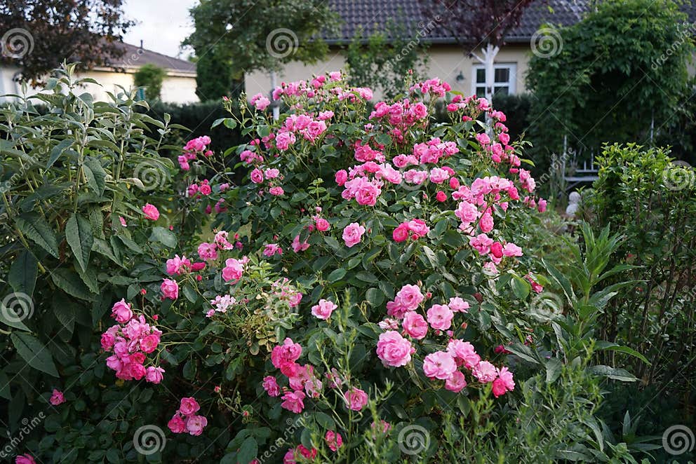 Zierrose Marion Cultivar Marion De Ruiter. Rosa Rose Als Zierpflanze Im