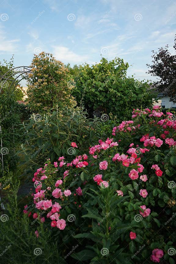 Zierrose Marion Cultivar Marion De Ruiter. Rosa Rose Als Zierpflanze Im
