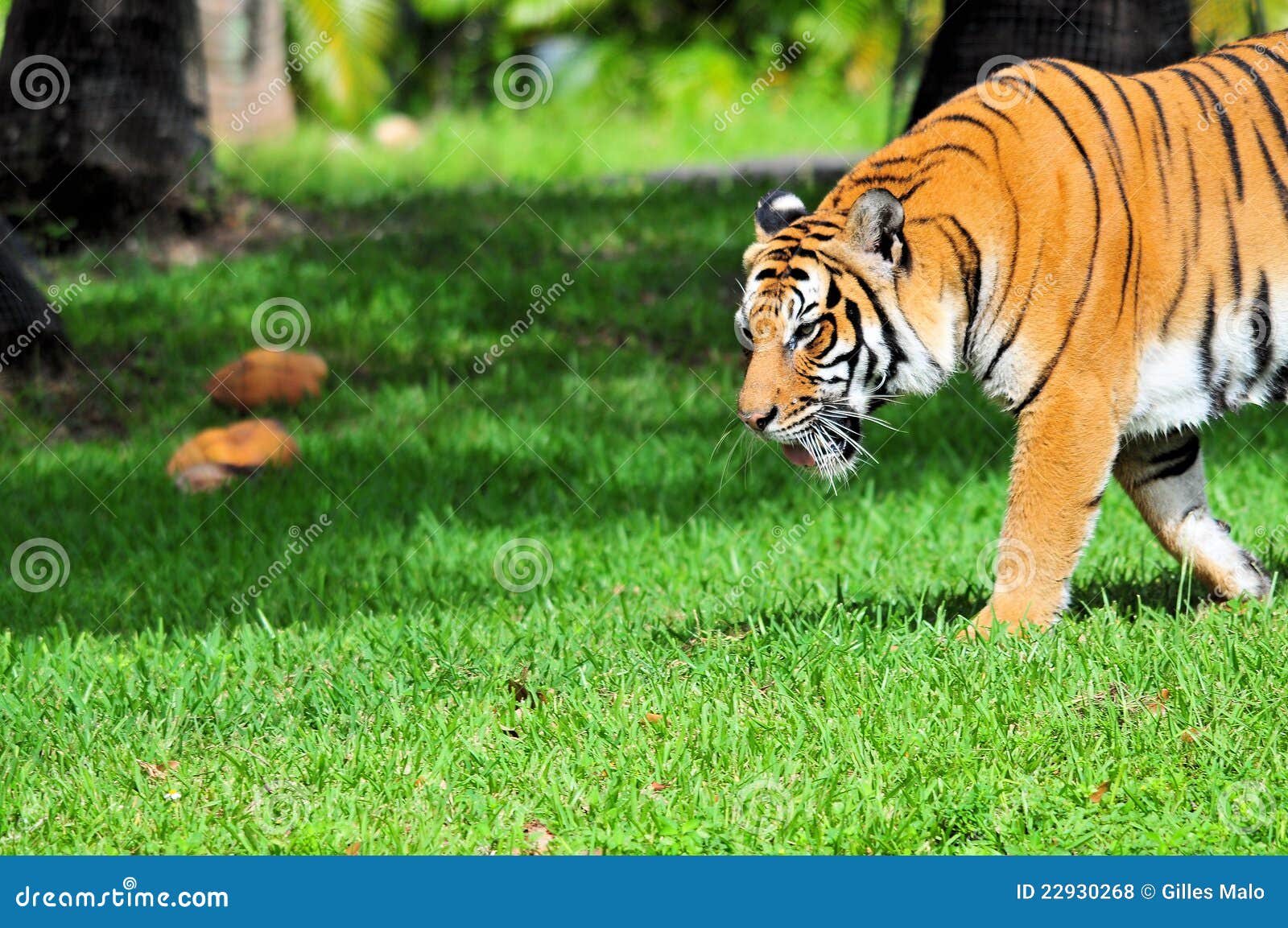 Zijaanzicht van een Tijger. Close-up van een tijger die van Bengalen op het gras van een dierentuin Zuid- van Florida loopt.