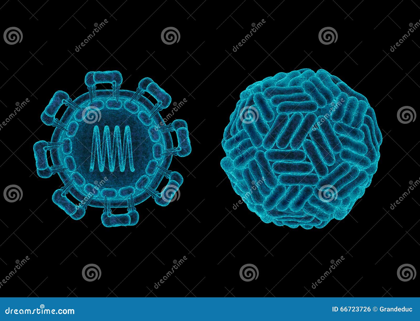 zika virus structure concept