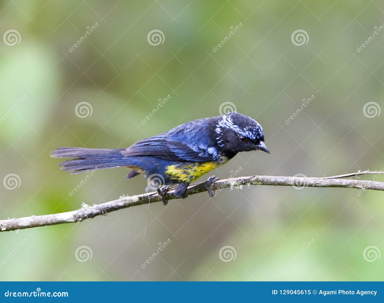 zilverbrauwbergtangare, buff-breasted mountain-tanager, dubusia