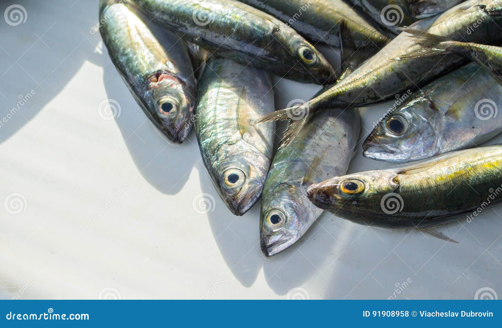 Zilveren Groene Tropische Vissen Op De Zonnige Lijst Van De Vissenmarkt Gestreepte Voor Kok Stock Foto - Image of heerlijk, dieet: 91908958