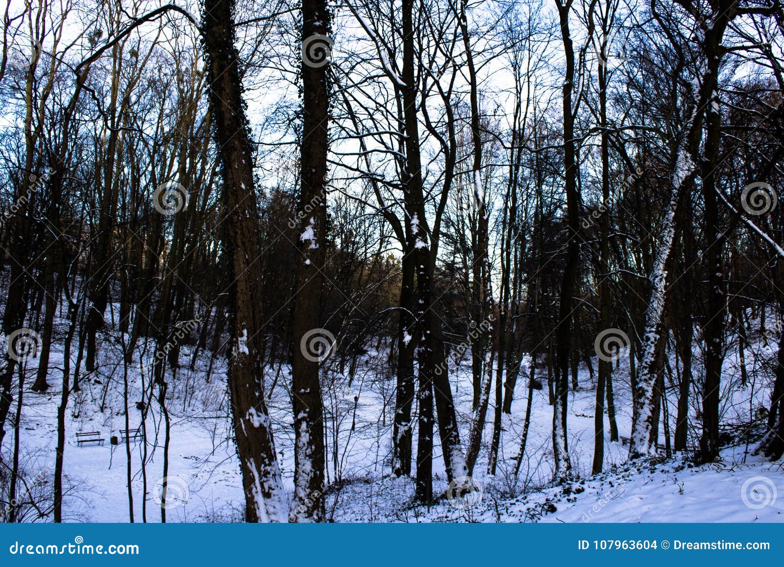 Zima las, drzewa, śnieg. Zima las w popołudniu