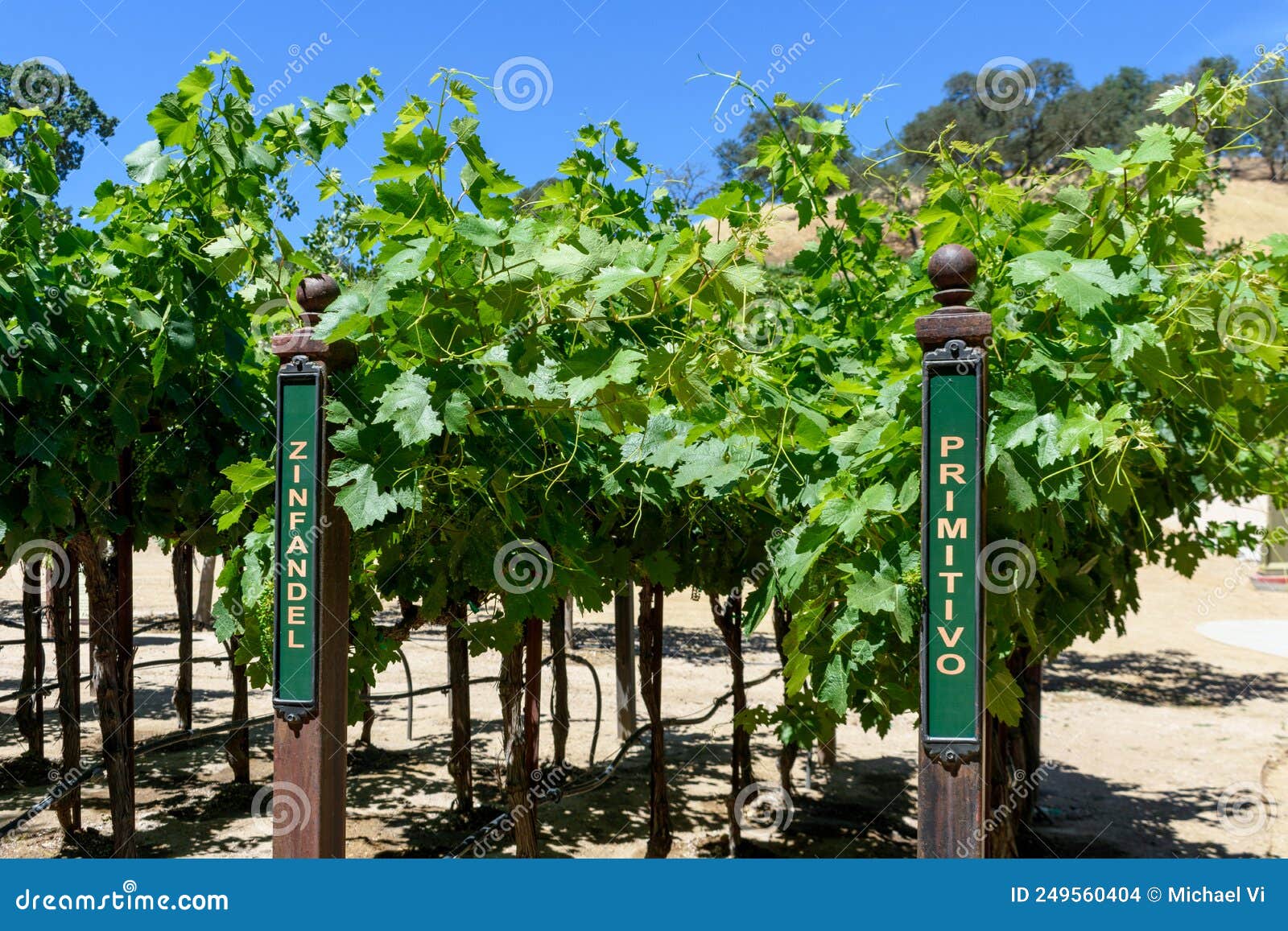 zinfandel and primitivo red wine grape variety outdoor signs on metal vertical end post in summer vineyard