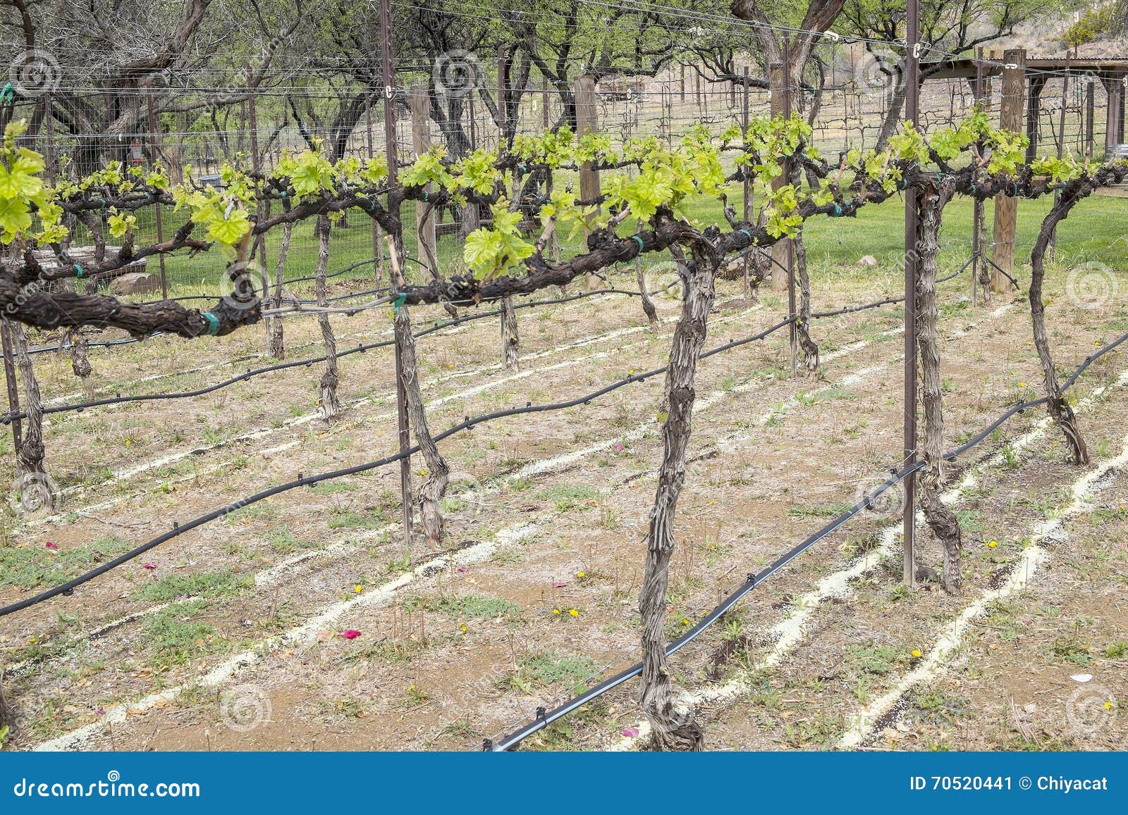 zinfandel vines and irrigation lines