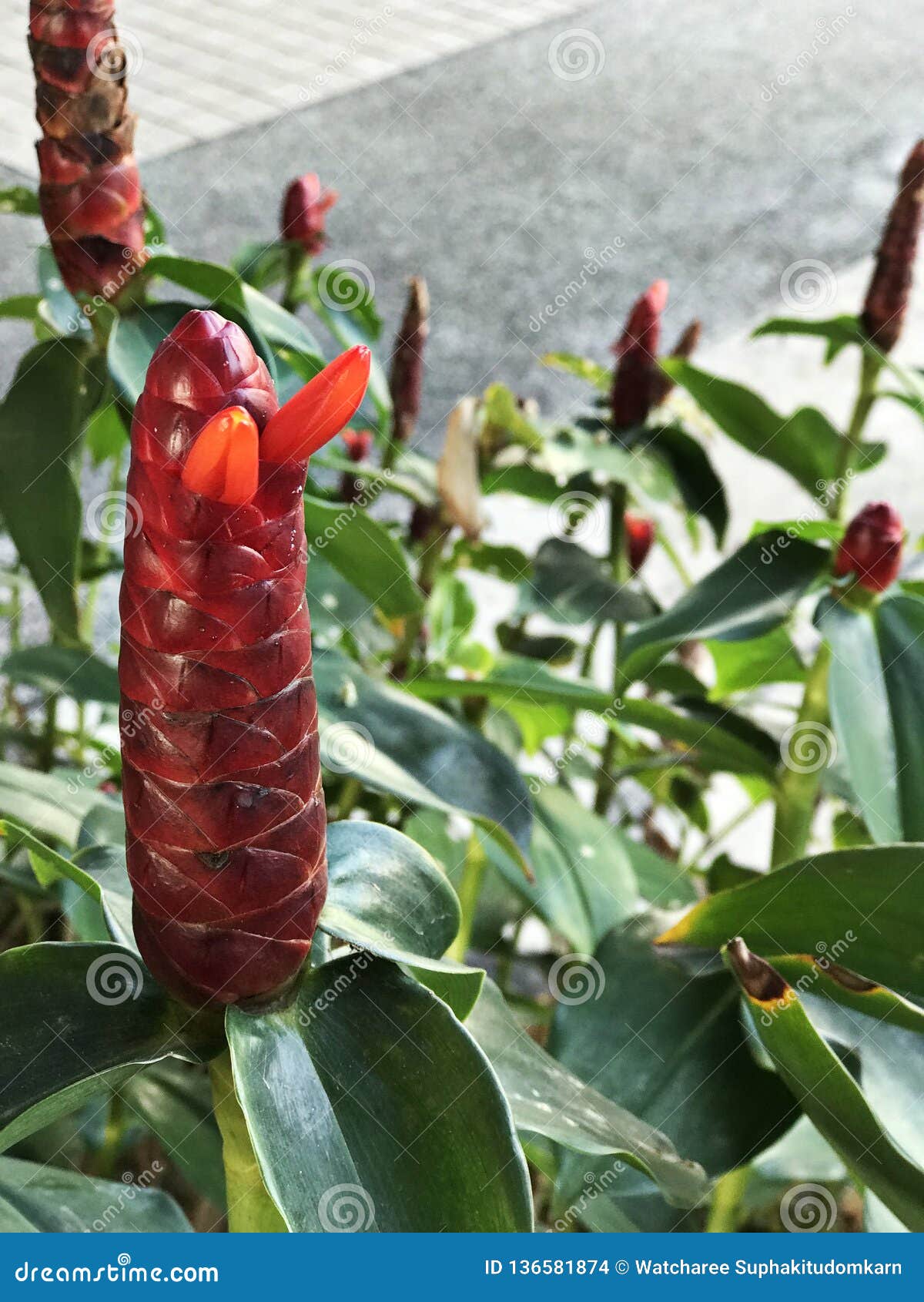 Bitter Ginger Zingiber Zerumbet, Shampoo Ginger, Pinecone Ginger