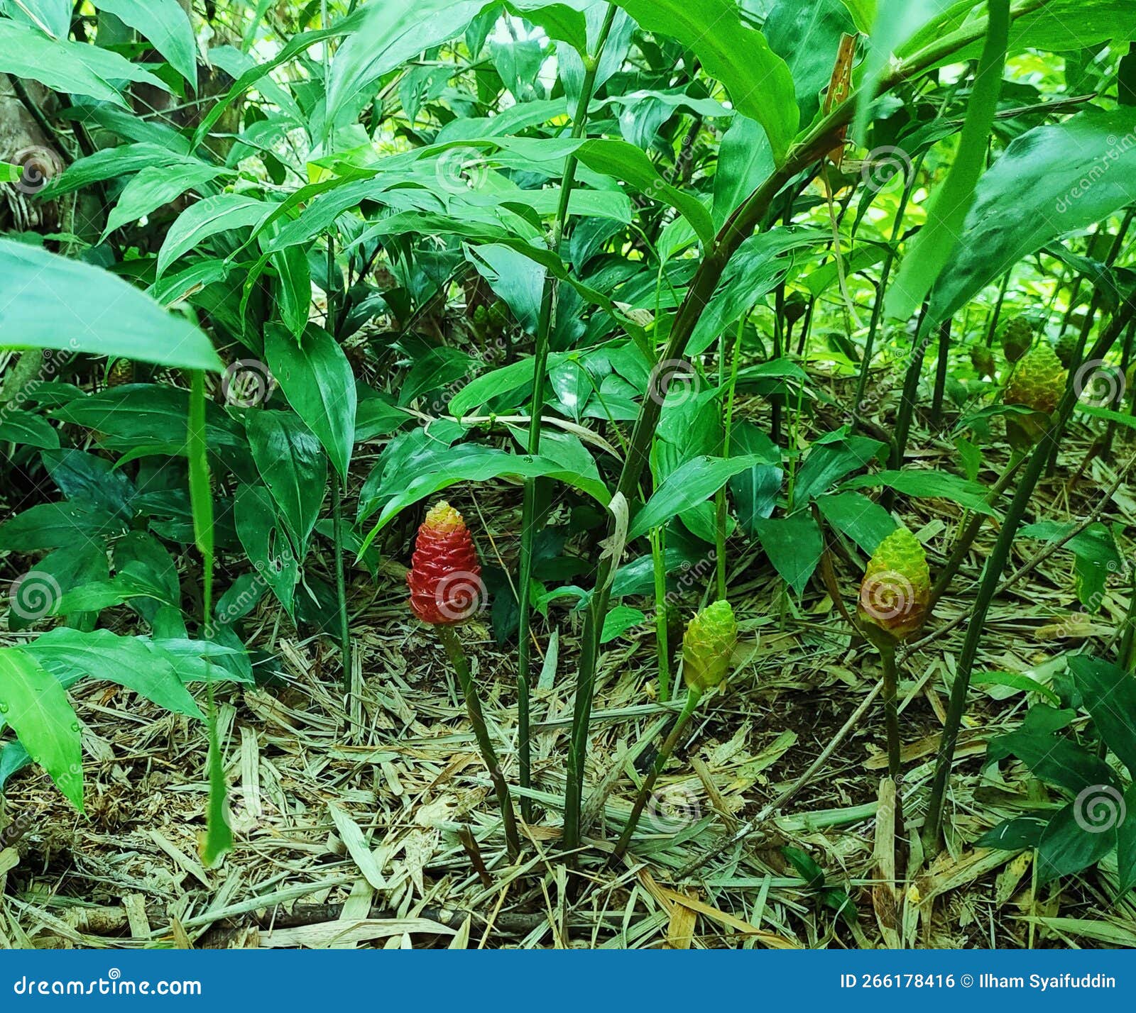 Zingiber zerumbet stock photo. Image of agriculture 266178416