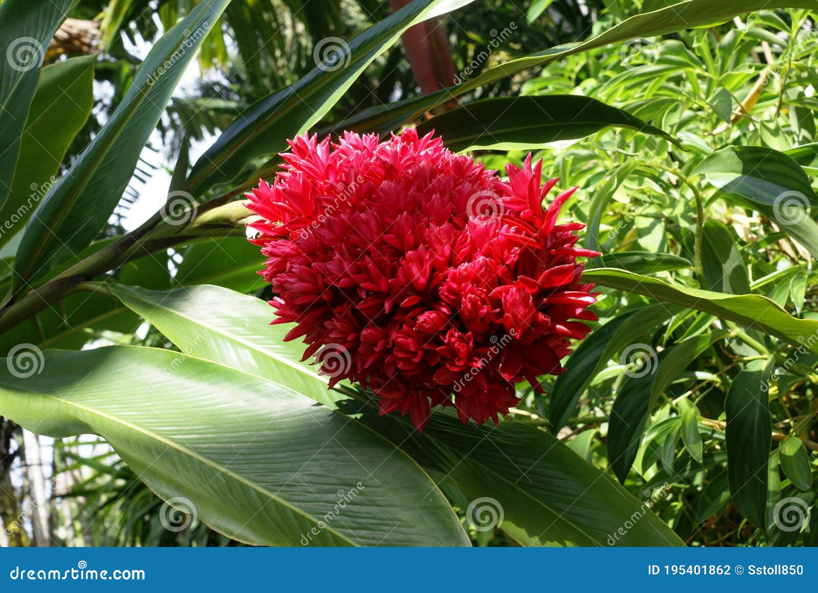 11 Tahitian Red Ginger Plant Photos Free Royalty Free Stock Photos From Dreamstime