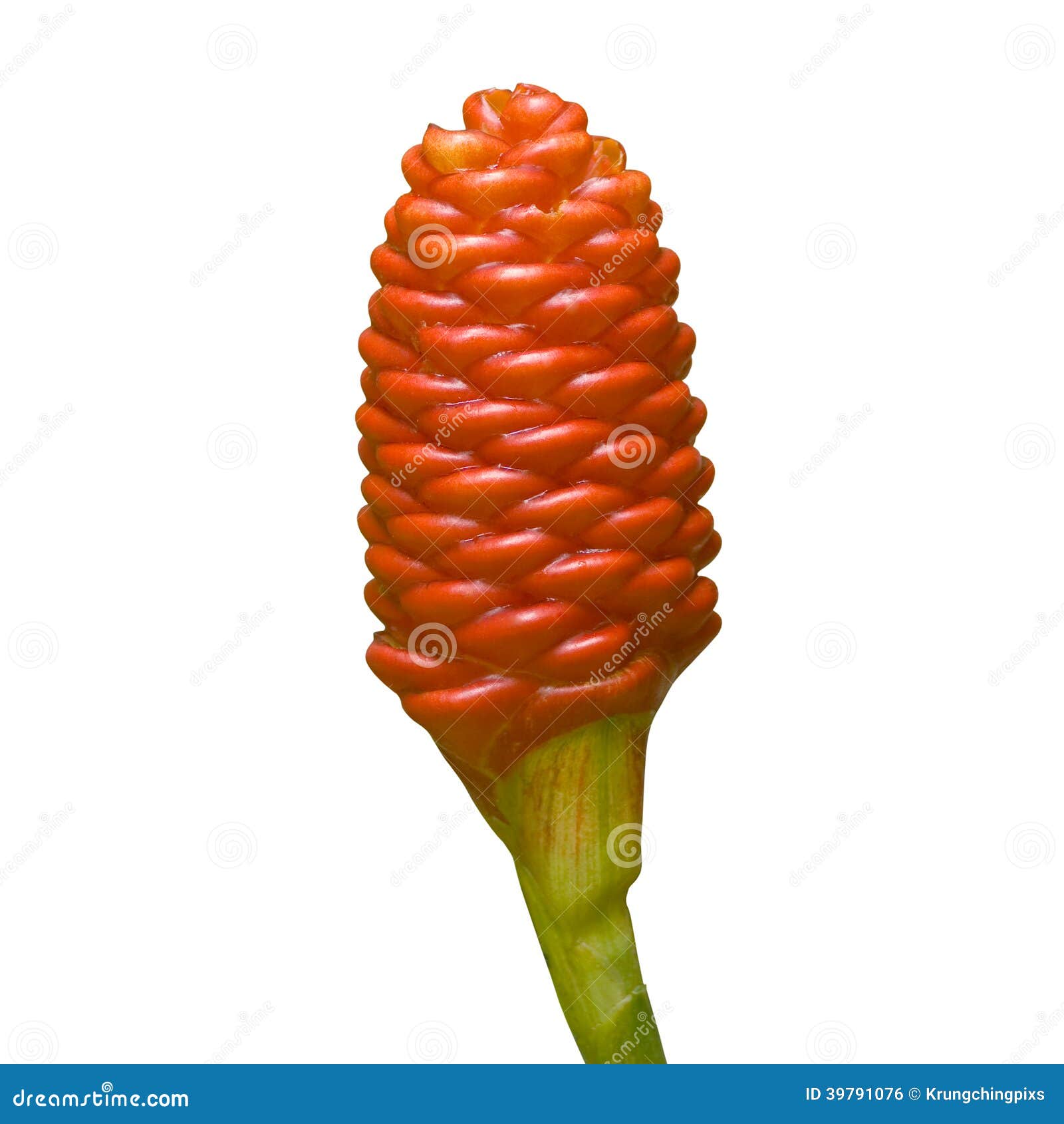 Zingiberaceaeblume (Zingiber Zerumbet (L.) Smith. ) Stockfoto Bild