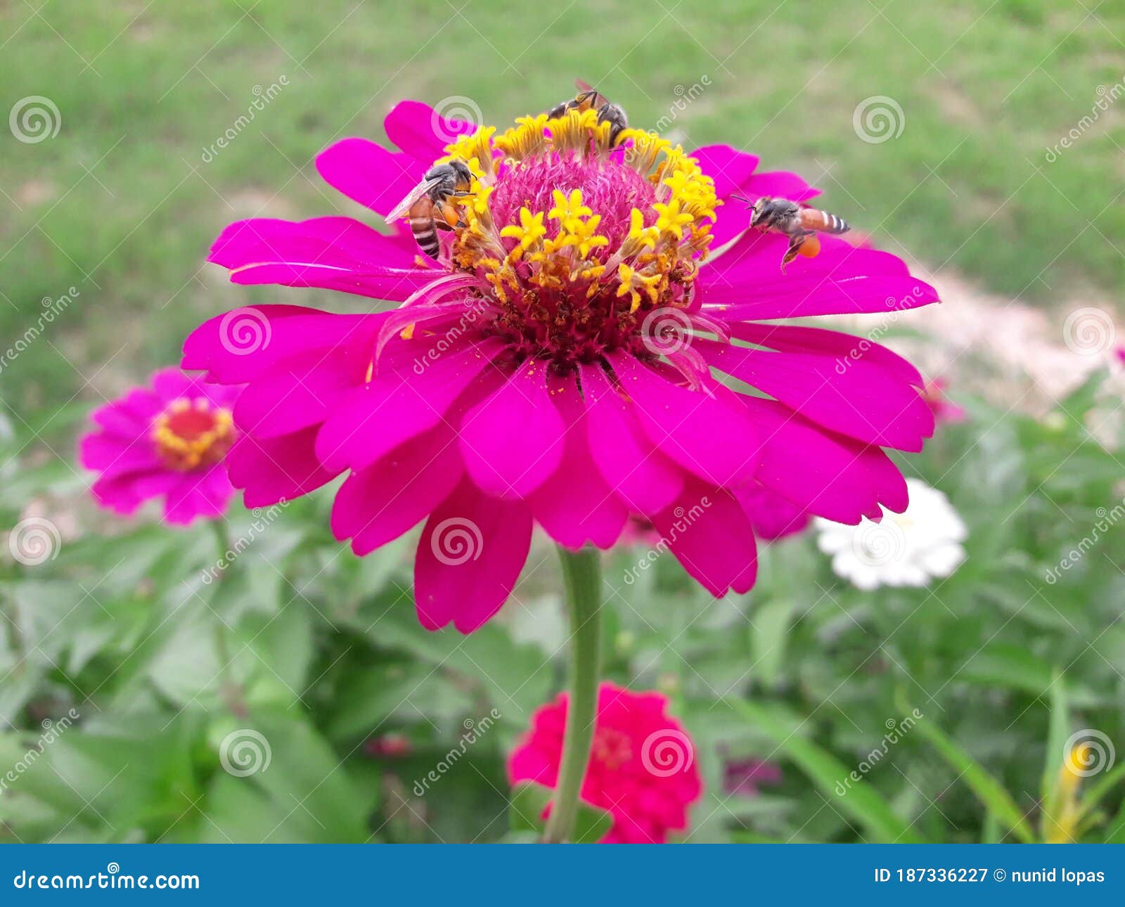 Zinnia, Brightly Colored Flowers with a Little Bee Looking for Nectar