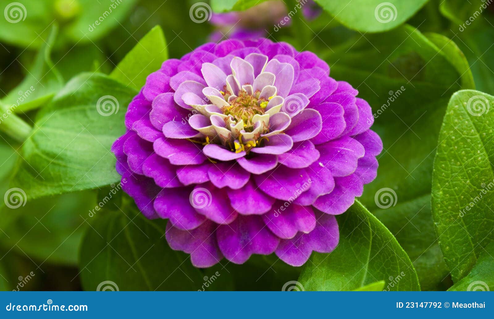 Zinnia elegans jacq. stock photo. Image of biology, autumn 23147792