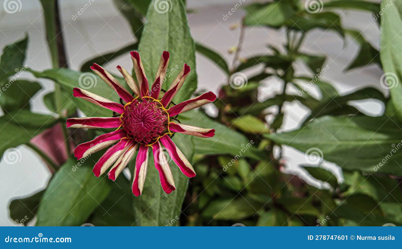 zinnia elegans, zinnia violacea) known asÂ youth-and-age,Â common zinniaÂ orÂ elegant zinnia, is anÂ annualÂ flowering