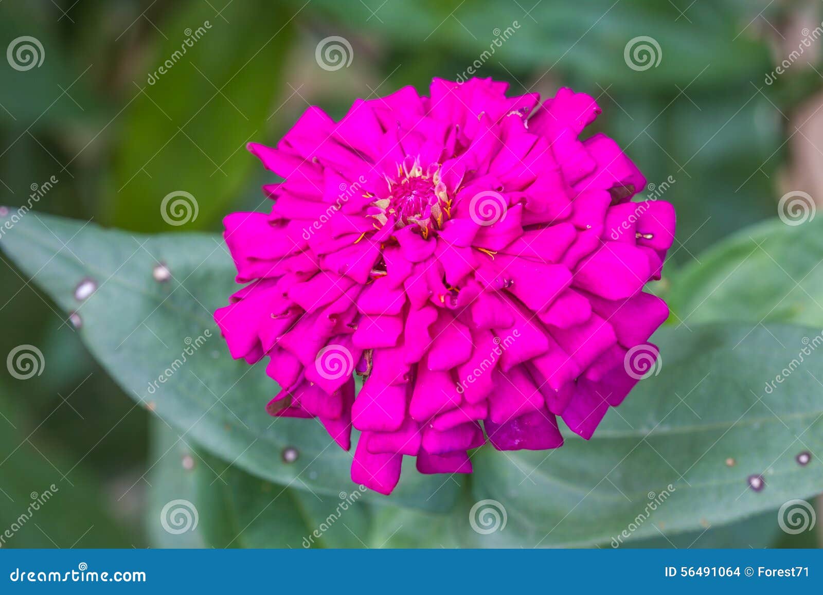 Zinnia elegans στον τομέα, καλοκαίρι στον κήπο Ταϊλάνδη