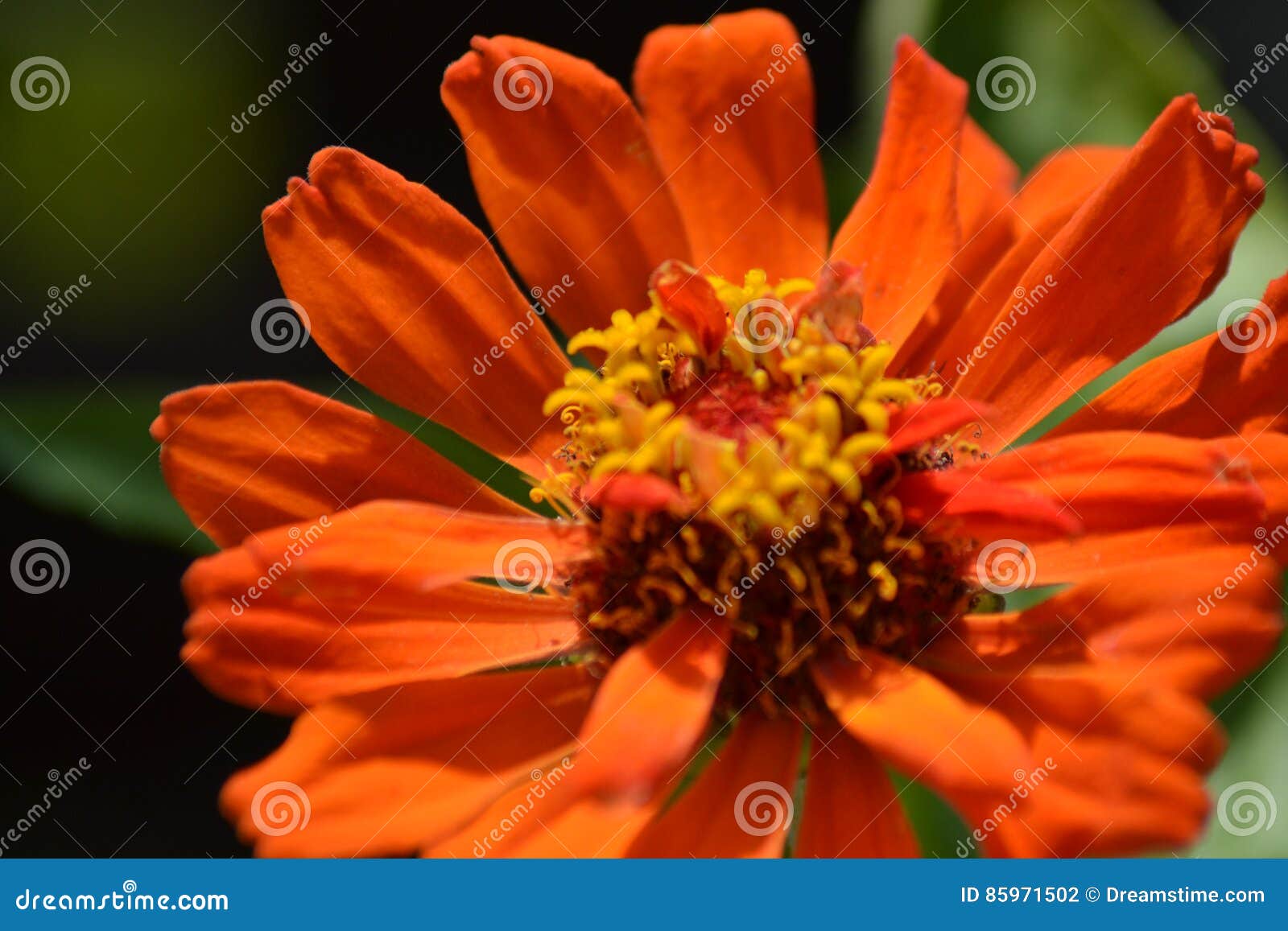 zinnia, fiore arancione