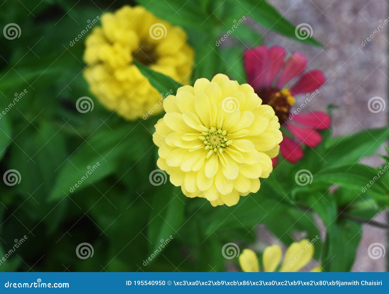 Zinnia Flower On Blurred Green Background Perfect For Presentations Stock Photo Image Of Asteraceae Perennial 195540950