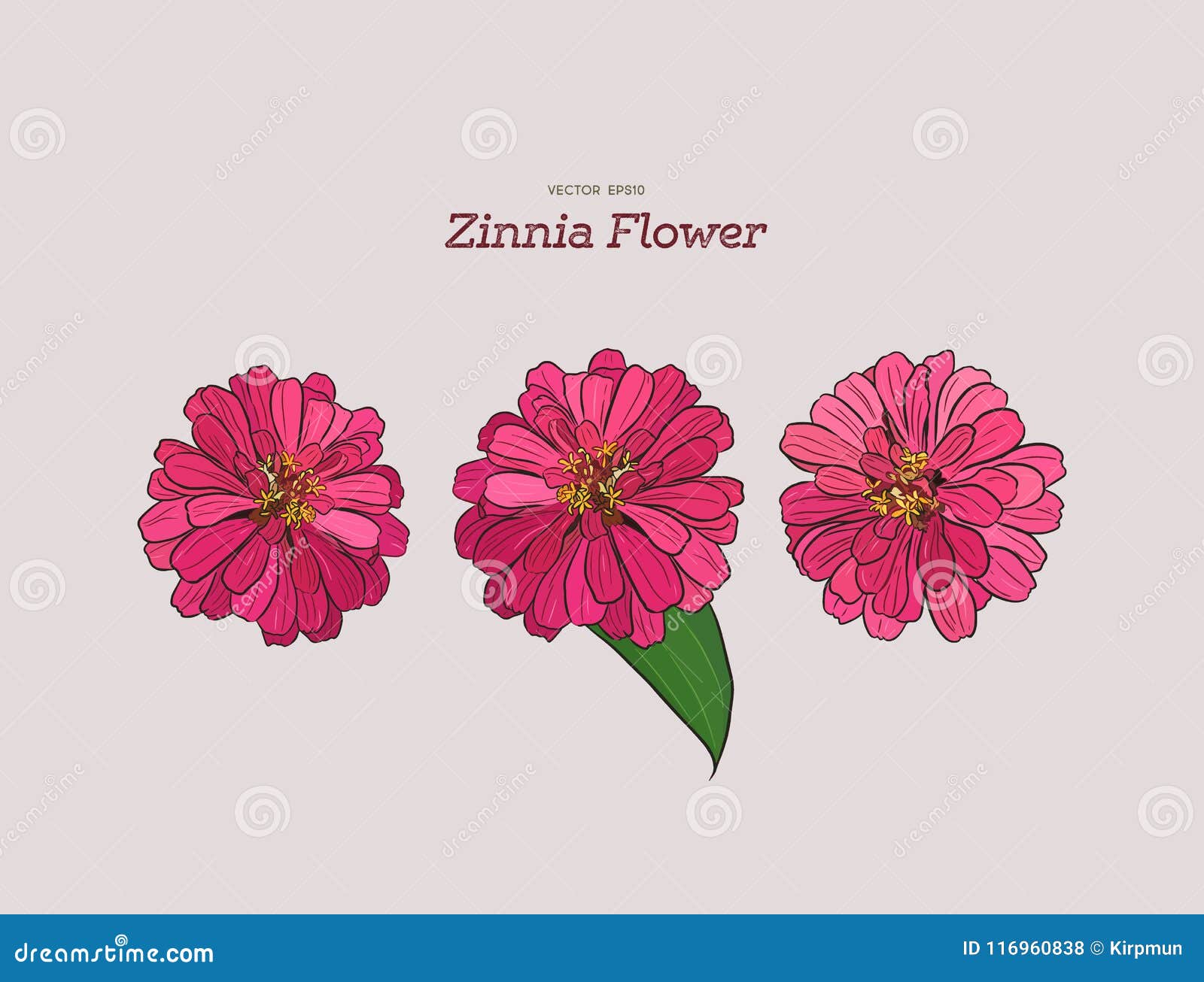 Free Free 230 Zinnia Flower Svg SVG PNG EPS DXF File