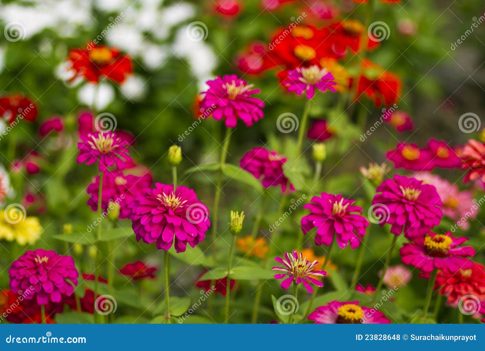zinnia flowers